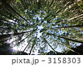 林立する杉林