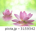 蓮の花