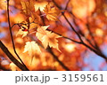 コミネカエデの紅葉