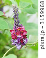 葛の花
