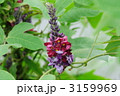 葛の花