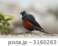 イソヒヨドリ