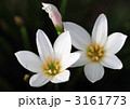 タマスダレの花