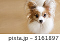 みつめるパピヨン