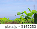 夏の大豆畑