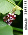 秋の季語　葛の花