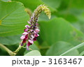 秋の季語　葛の花