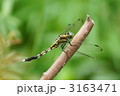 塩辛蜻蛉　雌です。