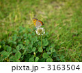 紅シジミとクローバー 