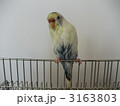 3163803
