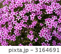 3164691