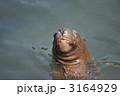 まどろむトド