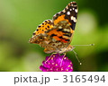 ヒメアカタテハ