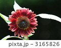 赤いひまわり　プラドレッド