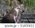 吼えるトド