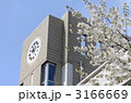学校と桜