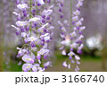 藤の花