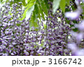 藤の花