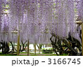 藤の花