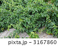 ヤマトイモ畑