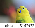 何かを見つめるセキセイインコ