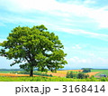 セブンスターの木