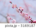 梅