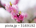 梅