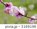 梅