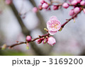 梅