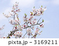 梅