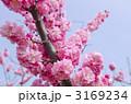 梅