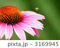 ルドベキア