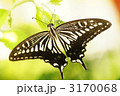 アゲハチョウ
