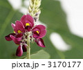 葛の花