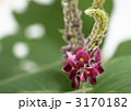 葛の花