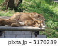 ライオンの母と子