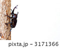 カブトムシ 2　
