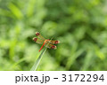 葉の先にとまっているミヤマアカネ