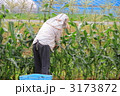 トウモロコシ収穫