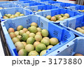 収穫後のトマト