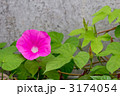 ヒルガオ