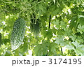 2011年　ゴーヤ