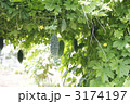 2011年　ゴーヤ