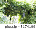 2011年　ゴーヤ