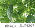2011年　ゴーヤ
