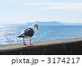 かもめ