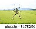 ナガコガネグモ