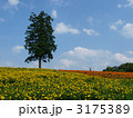 とっとり花回廊・ルドベキアの花畑と一本の木