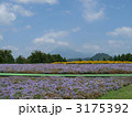 とっとり花回廊・アゲラタムの花畑